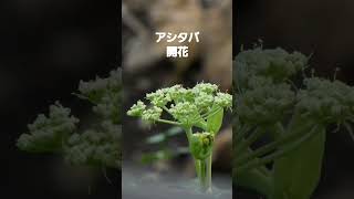 アシタバ明日葉の花 2024926 関東で撮影 花が咲きました アシタバ野菜 花 天ぷら スムージー [upl. by Abba]