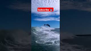 Dolphin fish 🐟viralvideo fish aquarim trendingshorts aquariumchannel fishing aquariam facts [upl. by Ailito]