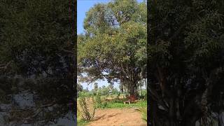 tamil tamilsong music nature shortsviral shortstrending shortsmachani pathingala song [upl. by Xena64]