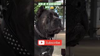 Cane corso the monster dog  😱trending dengerous [upl. by Eiramaneet519]