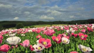 Besuch im Mohndorf Armschlag im Waldviertel [upl. by Enoch]