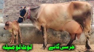 Jersey cross cow 🐄 03124578623In Punjab Pakistan on YouTubeDate 11724 [upl. by Lehar]