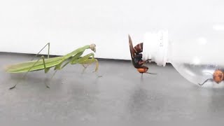 Wasp quotIm finally freequot Praying Mantis quotYour freedom wont last long [upl. by Florida]