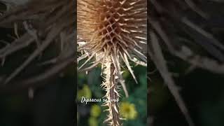 Funny dipsacus sativus or fullers teasel shorts herbarium [upl. by Ahselrac601]