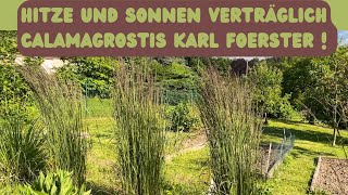 Wissen zu Calamagrostis Reitgras Karl Foerster [upl. by Levona]