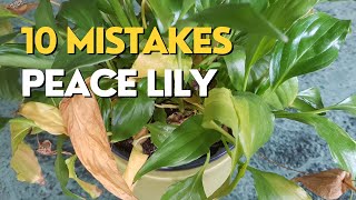 STOP Killing Your Peace Lily  10 Mistakes and How to Fix Them [upl. by Lonee]