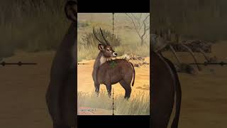 Waterbuck  namibia  Hunting game  hunting clash  shorts [upl. by Elwaine]