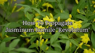 How To Propagate Jasminum humile Revolutum Taking Jasmine Revolutum Cuttings Plant Propagation [upl. by Nadean676]