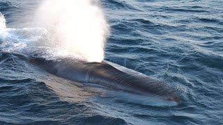 Whales Spouting Water The Truth Behind the Blowhole [upl. by Julina]