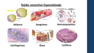 Histología Animal y Vegetal [upl. by Jat518]