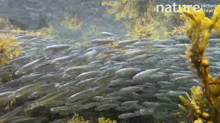 European sprat Sprattus sprattus shoaling in shallow water Scapa Beach Scotland September [upl. by Purdy]