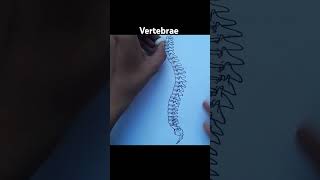 human vertebrae  types of vertebrae  Science diagrams [upl. by Acsecnarf]