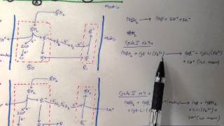 Q cycle Electron transport chain [upl. by Notyrb]