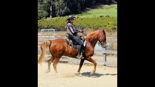 Riding The Trotty Gaited Horse  Fox Trot And Saddle Gait  Copper Gaited Horse Training [upl. by Ateiram]