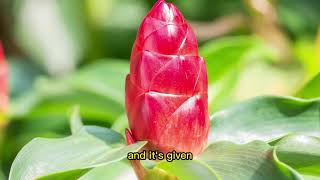 how to use costus root powder throat problem [upl. by Aeli446]