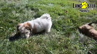 Energetic Havanese Puppies [upl. by Arammahs]