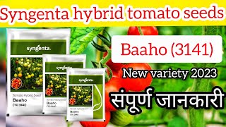 syngenta hybrid tomato seeds 🍅baaho hybrid tomato seeds🍅 baaho 3141 hybrid tomato seeds 2023🍅 [upl. by Sirovat]