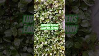 Ludwigia Repens Emersed 🌱 [upl. by Hassi]