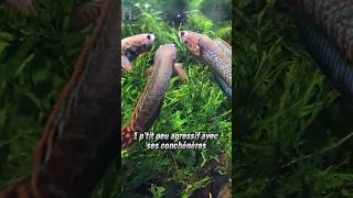 Le CHANNA BLEHERI  Quel poisson pour quel litrage  Vidéo complète sur notre chaîne YouTube [upl. by Nitsruk815]