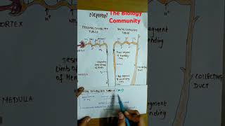 FUNCTION OF THE TUBULES PART2excretoryproductsamptheireliminationclass11biologyneetcbseshortsyt [upl. by Guild]