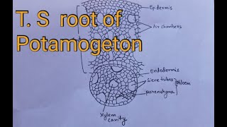 TS root of potamogeton practical diagram botany [upl. by Glialentn689]