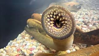 Lamprey 🩸 The BLOODSUCKER Monster of the River [upl. by Simonetta]