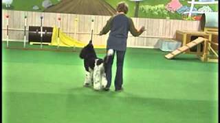 Poodle Dog Dancing The Entertainer [upl. by Kcirrek751]