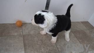 4 Week Old Sheepadoodle  Gray [upl. by Letrice644]