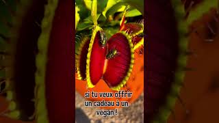 Plante carnivore pour vegan shortclip [upl. by Zelikow993]