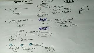 Anatomy VIVA VOCE Questions [upl. by Dalt]