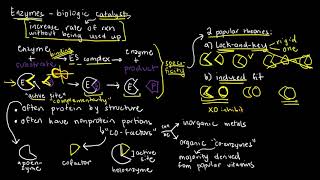 BIOCHEM 18  Enzymes Basics Structure and Function [upl. by Nyrtak]