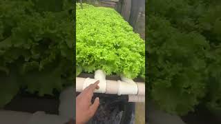 Hydroponic farming at Home 🏠 farmingtechonology shorts [upl. by Enihpesoj]