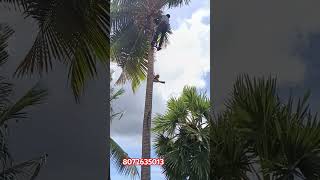 coconut tree working in PART 2 [upl. by Gery]