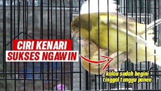 Ciriciri kenari sukses kawin  Cara Mengawinkan Kenari Yang Benar [upl. by Alejandra962]