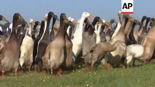 Ducks  a new type of pest control for vineyards [upl. by Notwen]