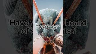 The more you know 🐜 zoology ant ants slaverant bug polyergus Formica slavery spooky [upl. by Lesig69]