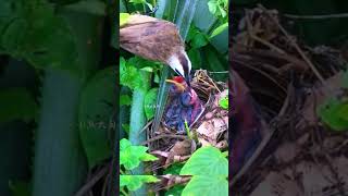 The insane Mother bird feeding baby life in nests bird lifecharmingbird nestShorts  BirdNesting [upl. by Adair]