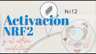 Estrés Oxidativo La Importancia del NRF2 [upl. by Asek]