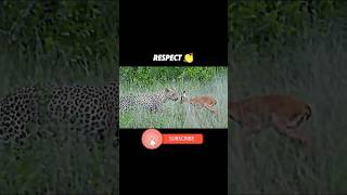 The leopard takes care of the gazelle cubs trending animals viralvideo wildlife leopardgazelle [upl. by Mcgrath]