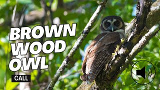 Brown Wood Owl calling  Strix leptogrammica calling [upl. by Nowahs]