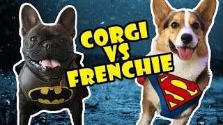 CORGI vs FRENCH BULLDOG BATMAN vs SUPERMAN [upl. by Elad]