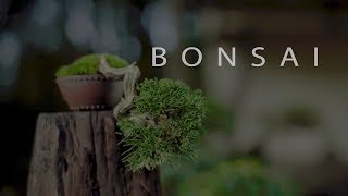 Shohin Bonsai Europe [upl. by Ahsimat]