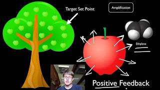 Positive and Negative Feedback Loops [upl. by Dode314]