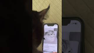 Le conte de mochi 😮😍 vidéo entière sur ma page chat humour tinder love amour histoire [upl. by Mace]