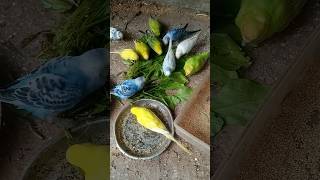 bajigar pakhir khabarshorts birds lovebirds [upl. by Leakim2]