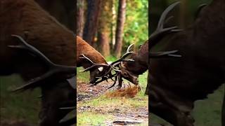 Elk vs Elk Shocking Footage of Territorial Battles [upl. by Chavaree]