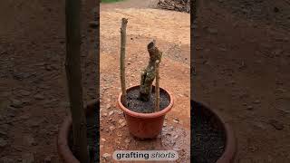 Save bonsai tree life l grafting shorts [upl. by Bronwen788]