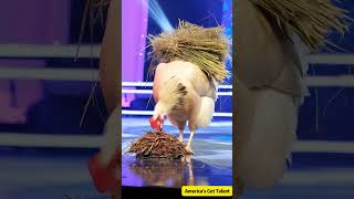 Giant old hen laying eggs on stage！巨大老母雞居然在台上下蛋！ステージで卵を産む巨大な老鶏 agt funny ai americangottalent [upl. by Auqined]