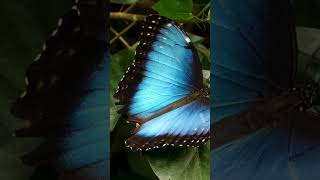 Top 5 Most Beautiful Butterflies in the World [upl. by Annodal]