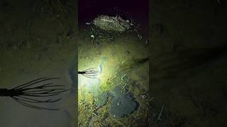 Night Fishing  Traditional Fishing 🌻 part42 fishing nightfishing shorts shortsfeed bigfish [upl. by Halil]